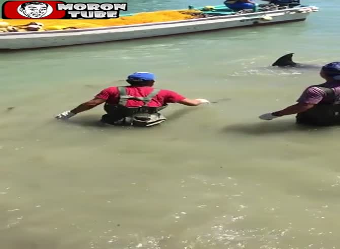 Video :A dolphin attempts to avoid being killed